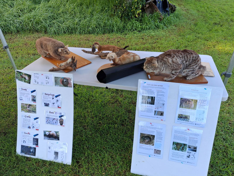Table with two posters and stuffed pests, cat and possum.