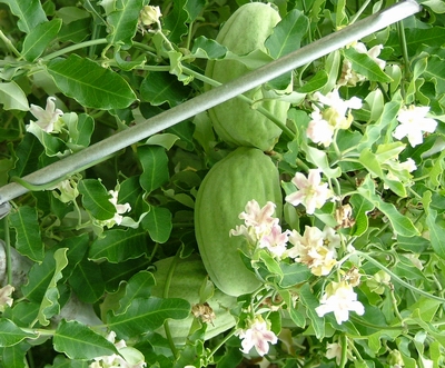 Moth plant showing pods and flowers.