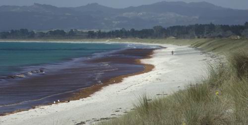 Seaweed at Ruakaka Beach. 