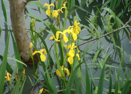 Yellow flag iris (photo credit Carolyn Lewis).
