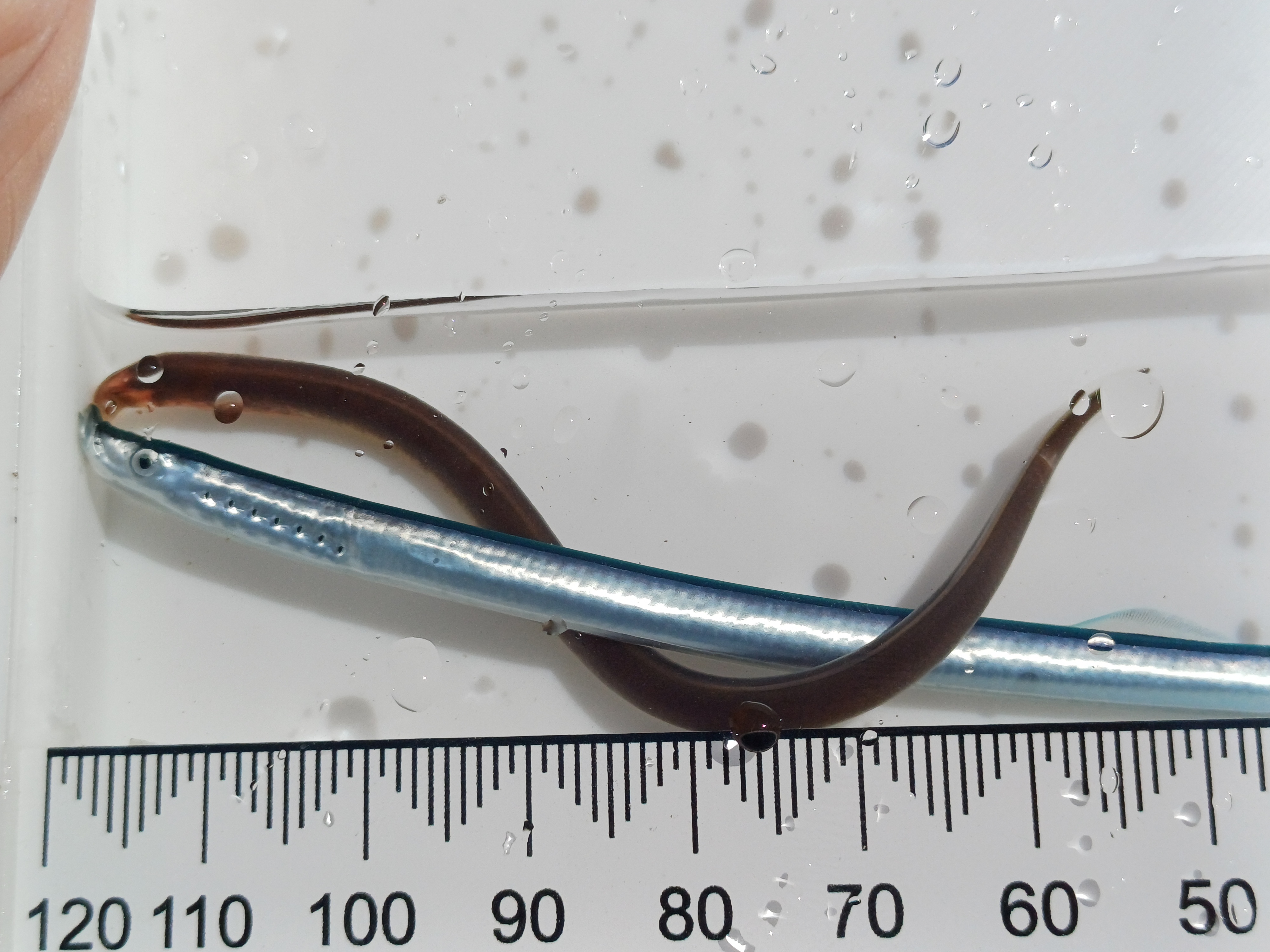 two mall fish being measured in a tank, ruler in foreground.