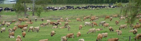 Herd of cows in a paddock.