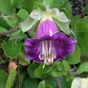 Cathedral Bells Flower (200)
