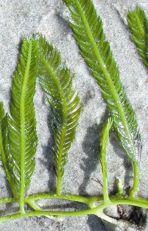 Aquarium Caulerpa 2