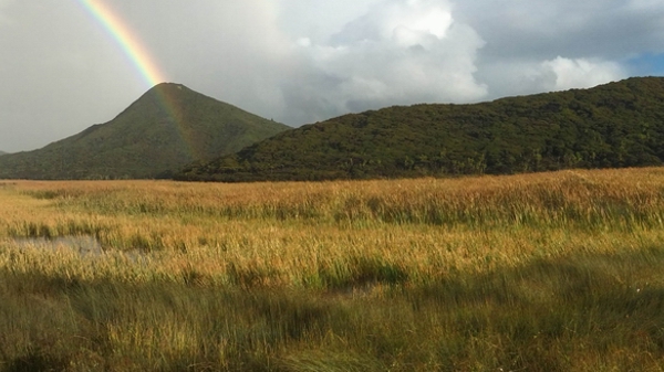 Paranoa Swamp Spirits bay Te Paki