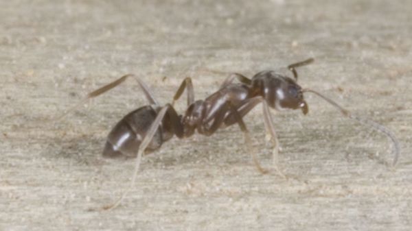 Argentine Ant 02 Photo Credit Andrew Townsend