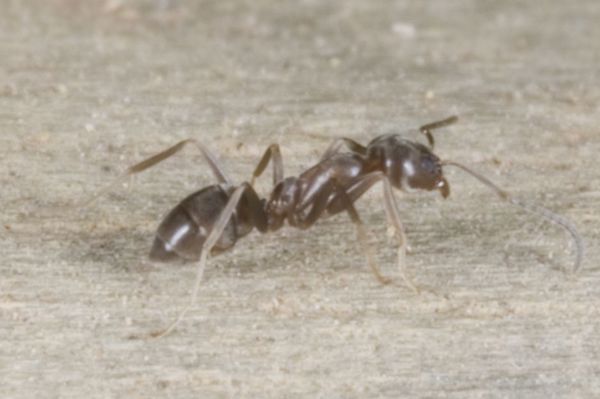 Argentine Ant 02 Photo Credit Andrew Townsend