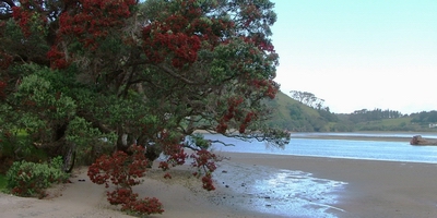 Pohutukawa (Metrosideros excelsa).