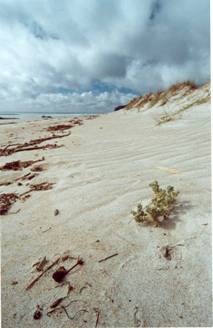 Holloway’s crystalwort plant growing on a sand dune.