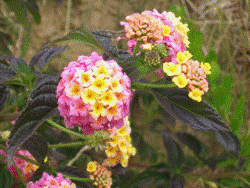 Description: Lantana. 