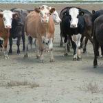 Cows in coastal estuary.