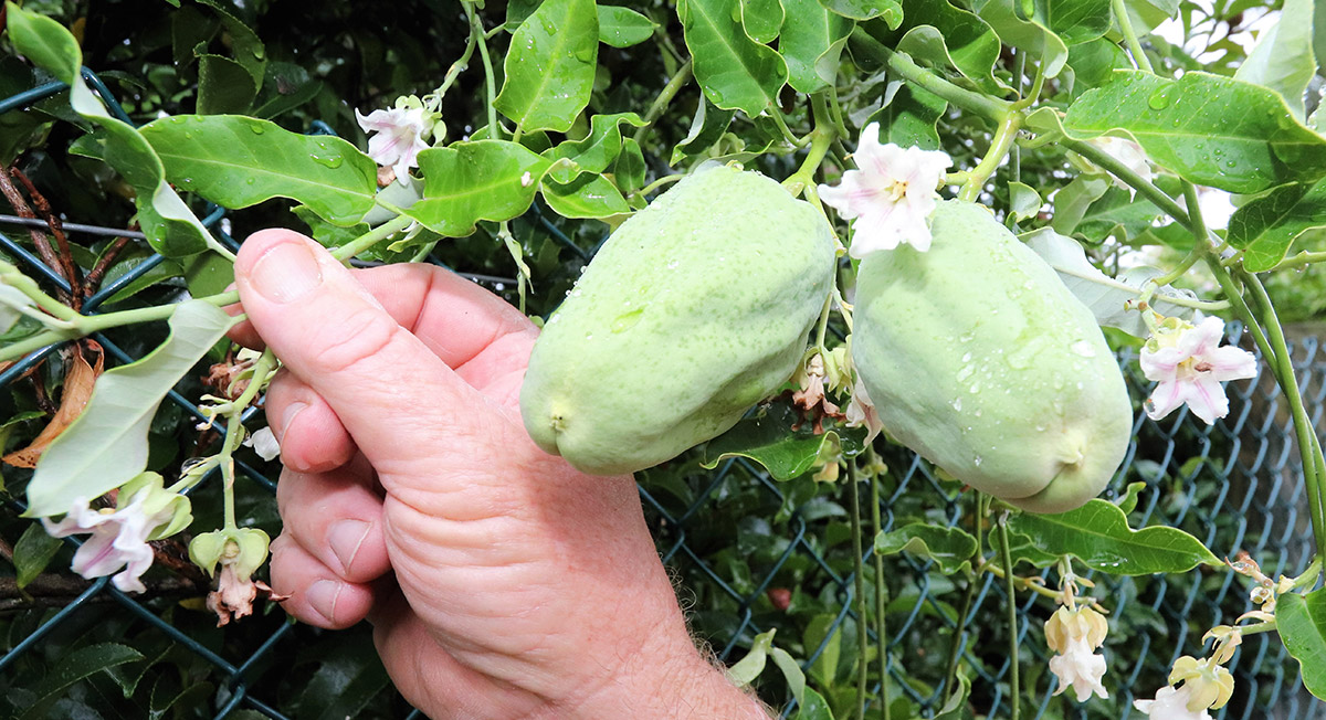 Moth plant pods and flowers.