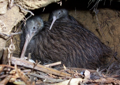 Description: Northland brown kiwi (©P. Graham). 