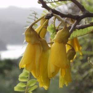 Resources   Kowhai  200  jpg