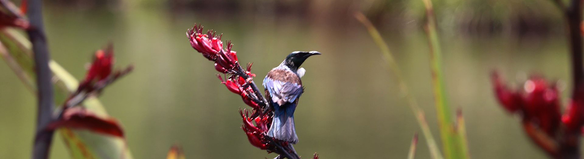 A tui bird on a red flax flower near the water.