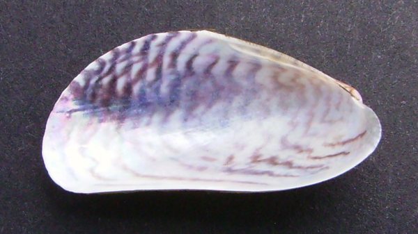 Asian Date Mussel 02 No Photo Credit