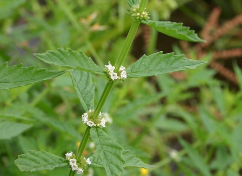 Gypsywort (Photo credit AgResearch).