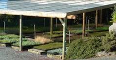 Shade house with young plants.