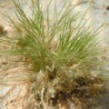 Trithuria inconspicua - little plant of the lake floor