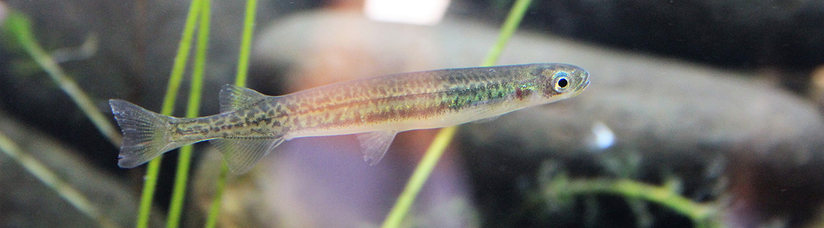 Īnanga close-up in water.