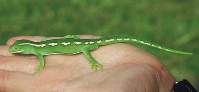 Northland Green Gecko (Photo: Richard Parrish, DoC).