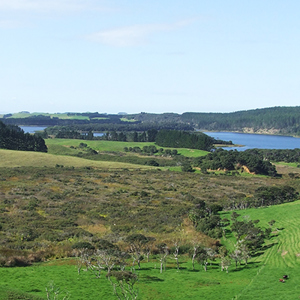 Wetland South Of Lake Humuhumu