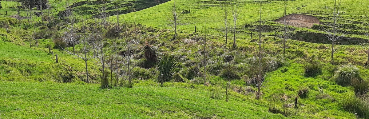 Money from the Northland Regional Council's Environment Fund has helped to fence off waterways.