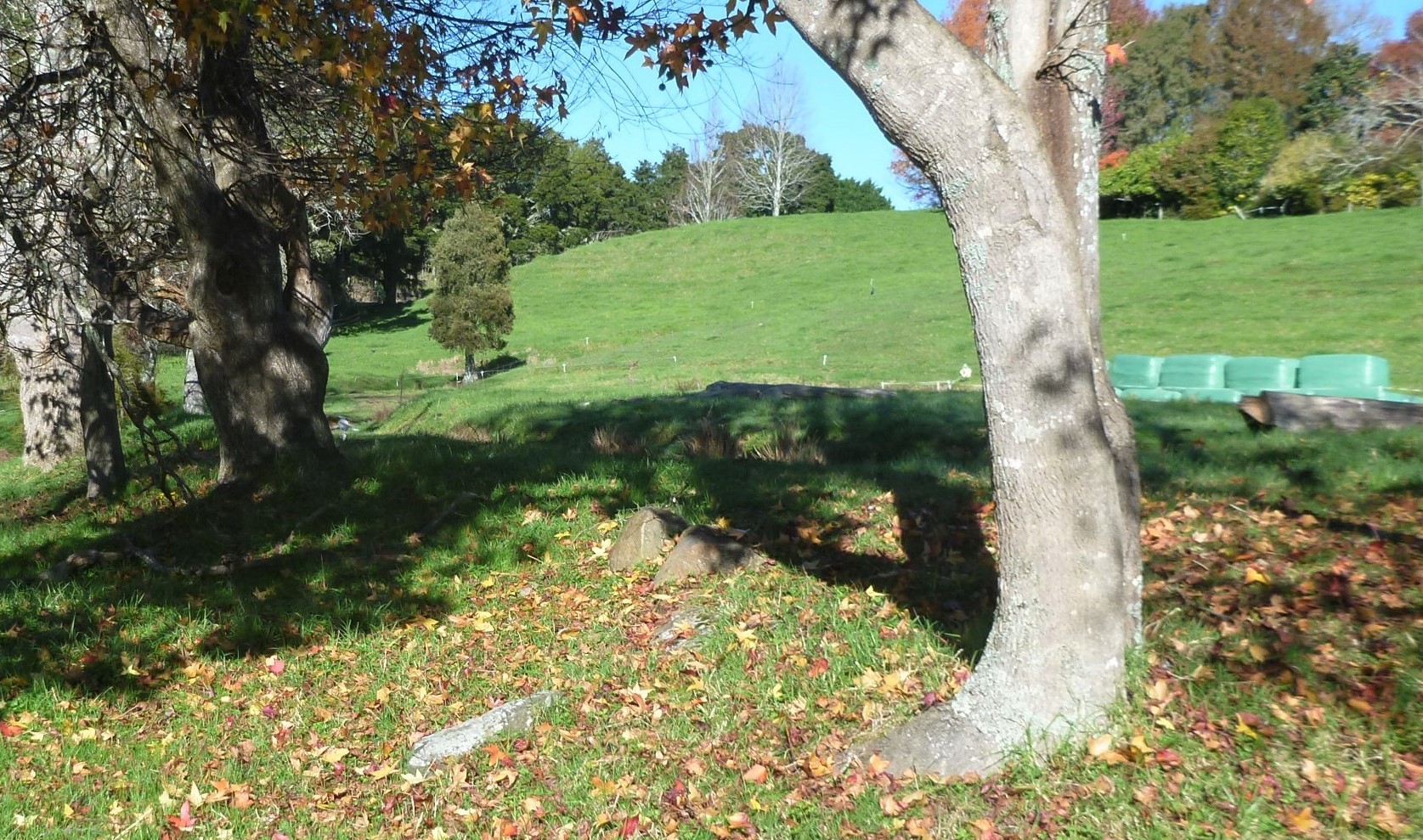 Shade trees and baleage stored ready for feeding out when grass supply is short.