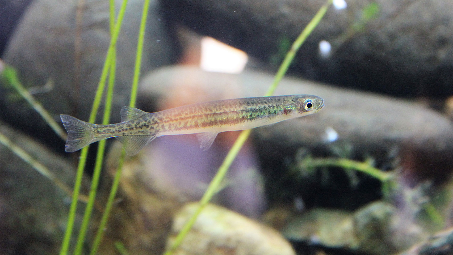 An īnanga in water with small rocks and freshwater plants.