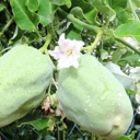 Time to tackle moth plant; NRC