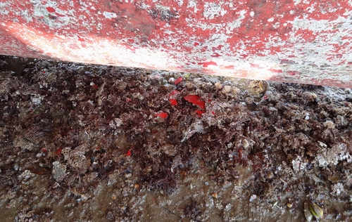 Boat hull and anti-foul paint on the seabed.