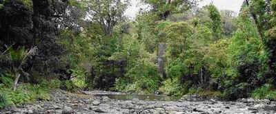 Waipoua River in Waipoua Forest.