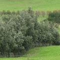 Trees for shelter belts, shade and stock food