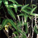 Public asked to help find unwanted plant