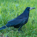 Report rooks, council urges