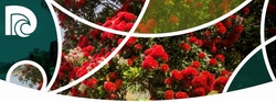 Pohutukawa flowers on council newsletter banner.