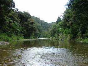 Photo of Waipapa River in the Puketi Forest.