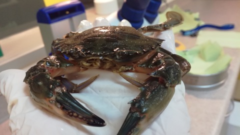 Charybdis In The Lab