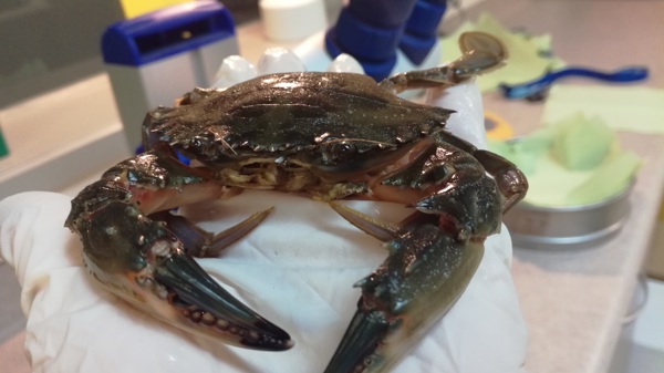 Charybdis In The Lab