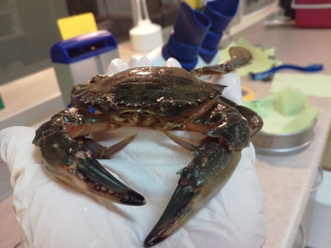 Charybdis In The Lab