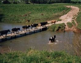 Dairy cows crossing a bridge.