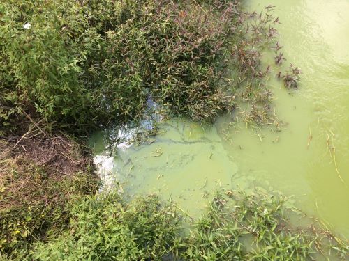 Planktonic (free floating) cyanobacteria at Lake Omapere.