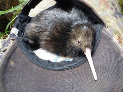 Kiwi chick "Manex" (Photo: Whāngārei Heads Landcare Forum).