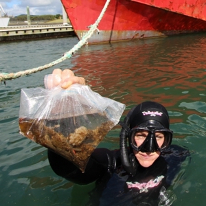 Diver Holding Marine Pests In A Bag (400)