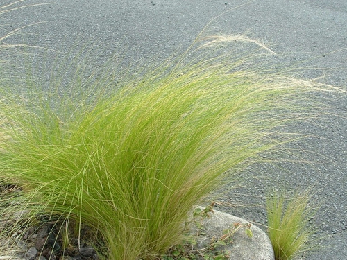 Nutgrass - Pest control hub - Northland Regional Council