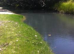 Rotting algae at Waipu Cove. 