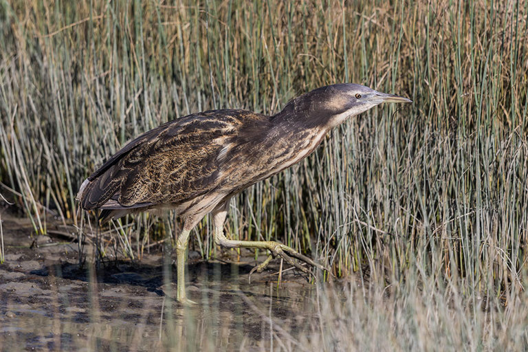 Australasian Bittern Walking (Photo Imogen Warren Photography)