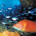 Marine pest and pathway rules for Northland