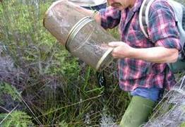 Typical Northland mudfish habitat and a gee minnow trap being checked as part of annual monitoring.