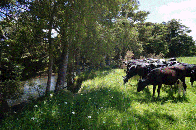 Fenced stream to exclude livestock. 